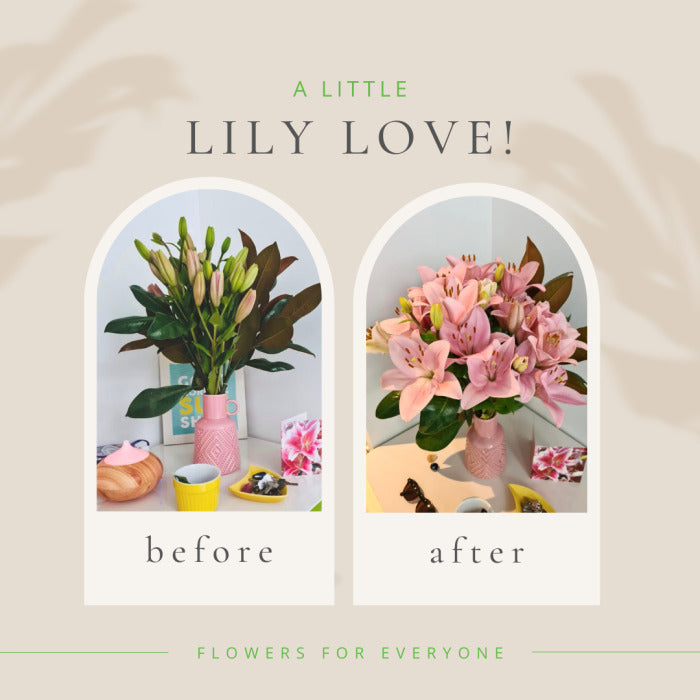 Lily Flower Guide