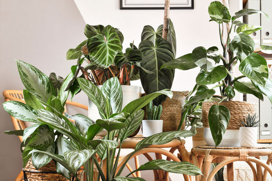 Easiest Indoor Plants