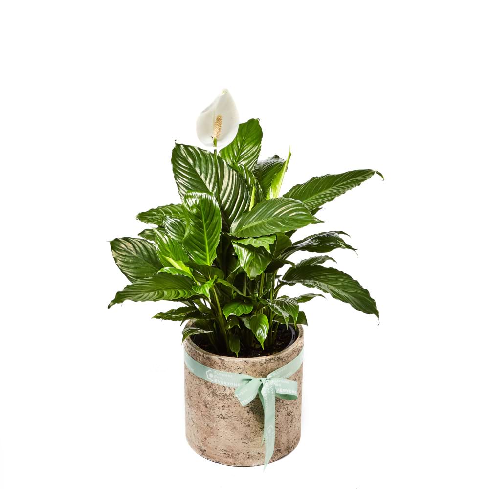 Peace Lily Plant