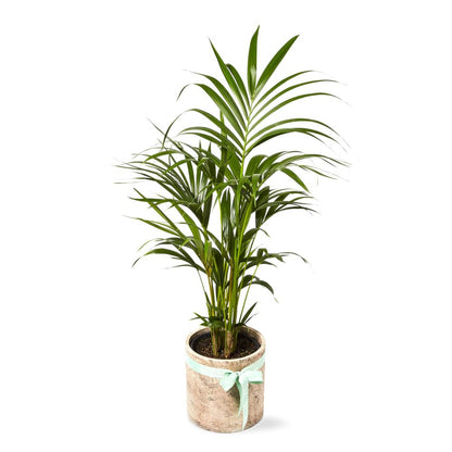 Kentia Palm