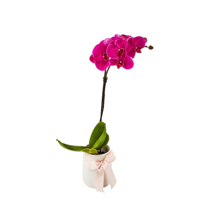 Single Spiked Pink Phalaenopsis Orchid