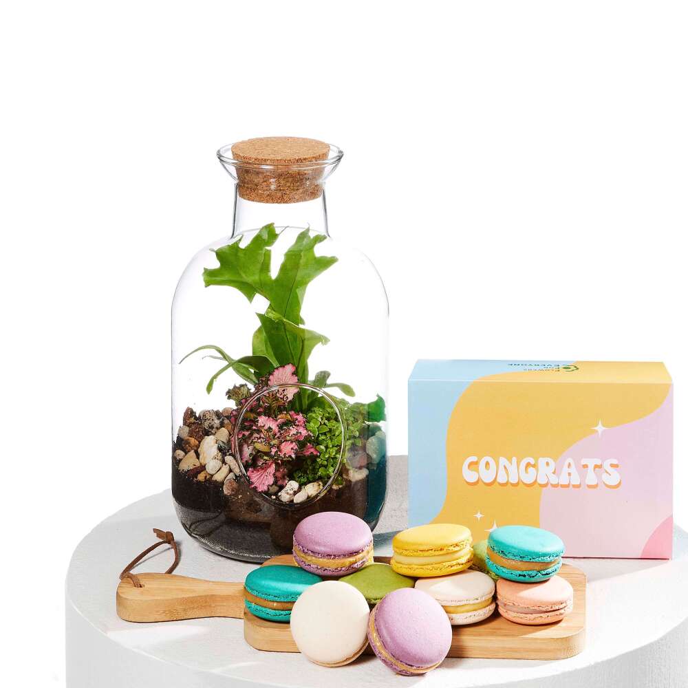 Terrarium Congrats Duo