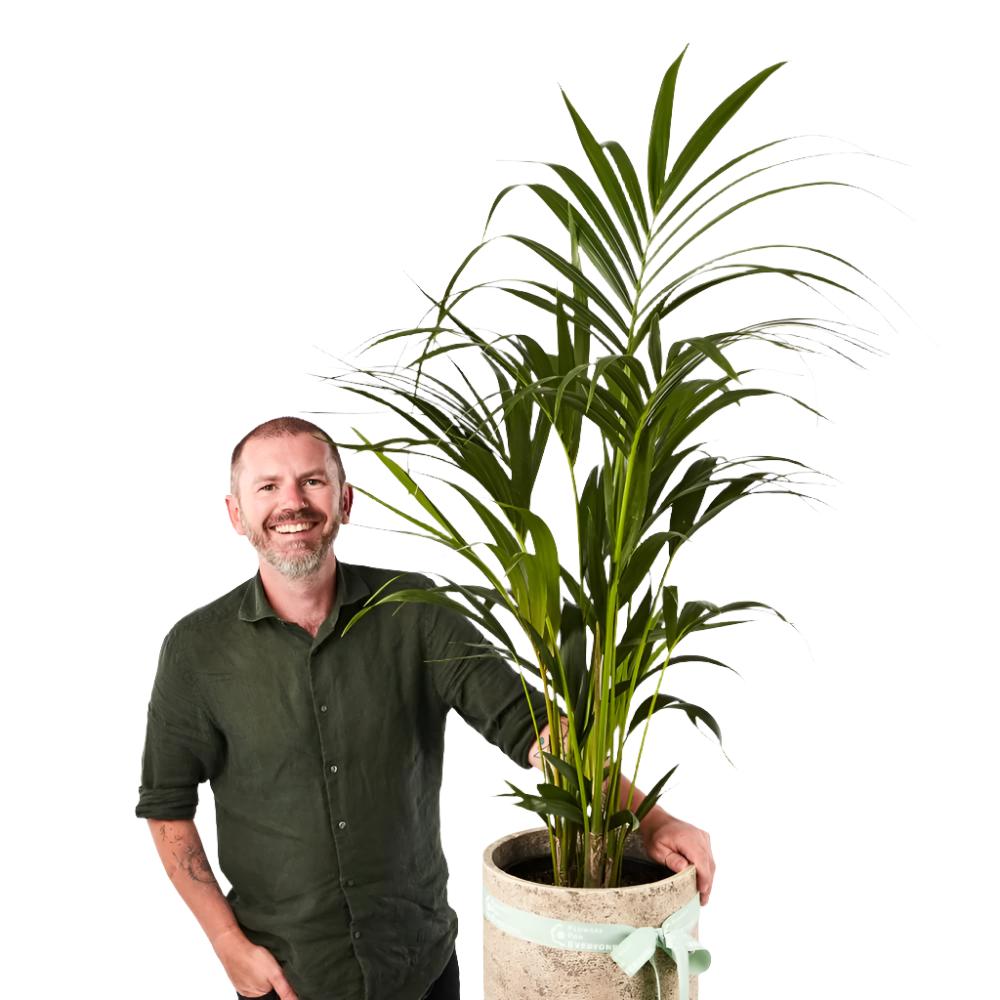 Kentia Palm