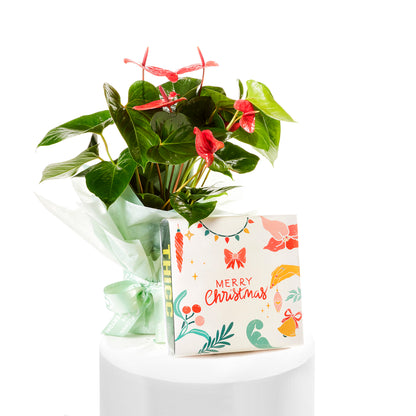 Anthurium & Cookie Christmas Gift