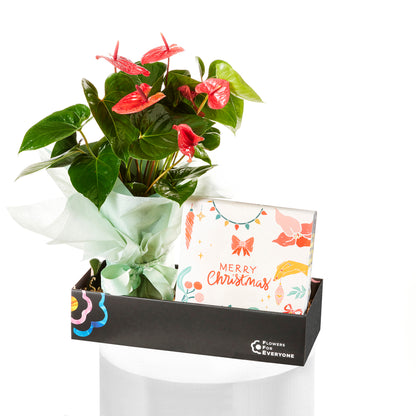 Anthurium & Cookie Christmas Gift