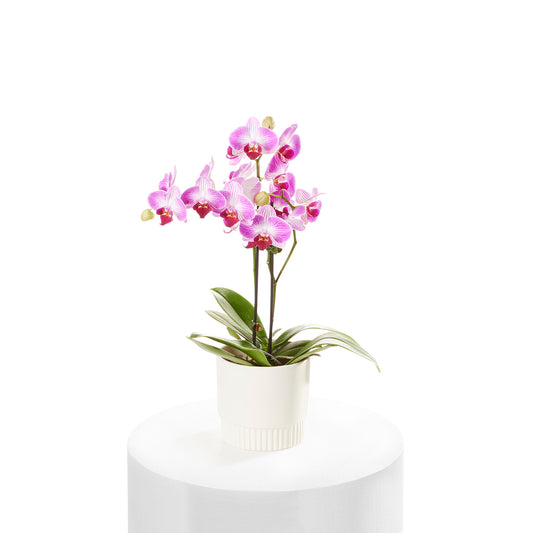 Mini Orchid in Pot