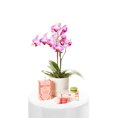 Orchid & Holiday Gift Set