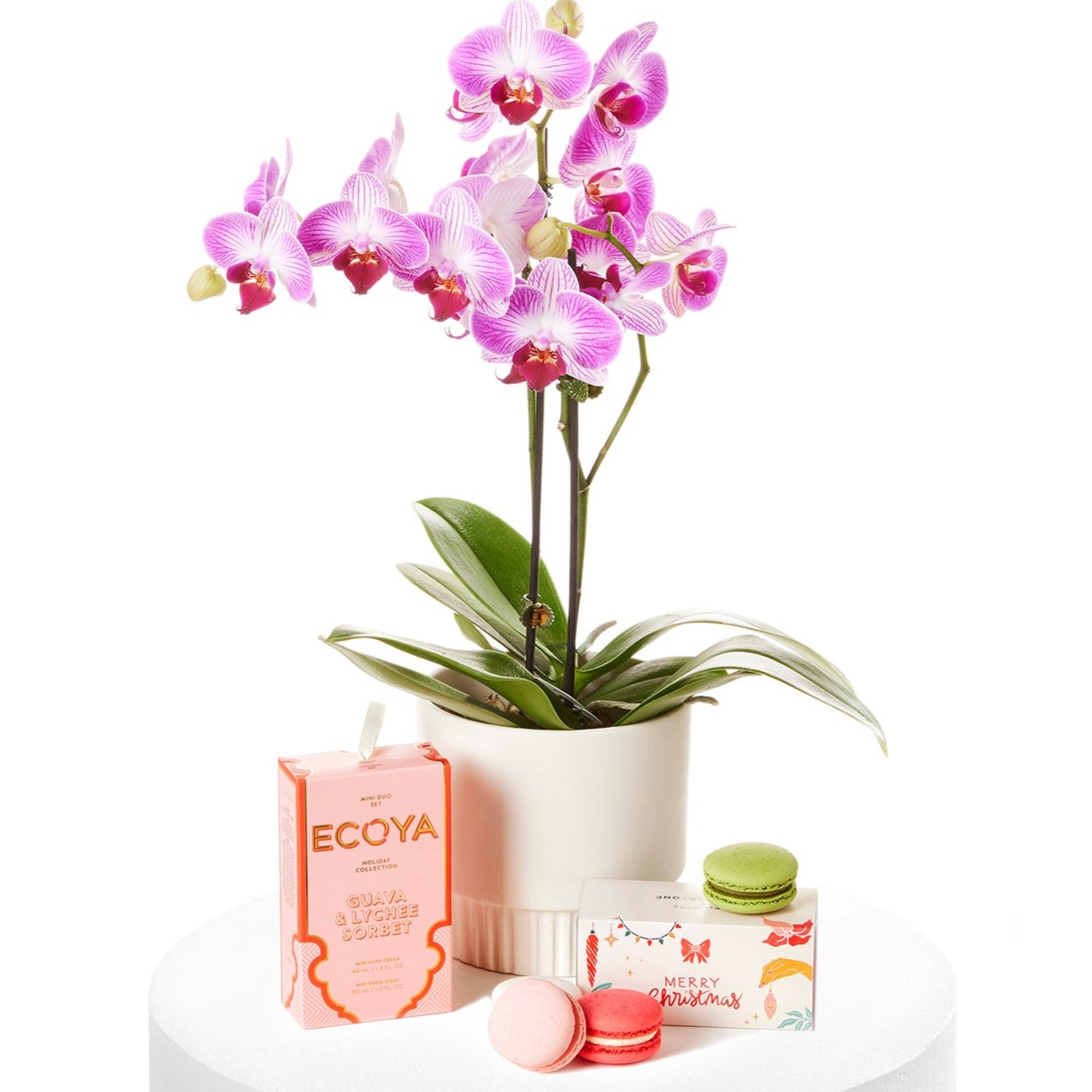 Orchid & Holiday Gift Set