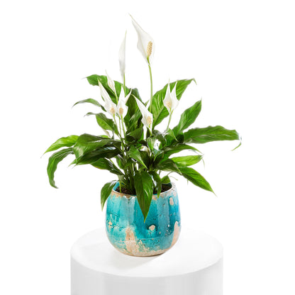 A Peace Lily Christmas