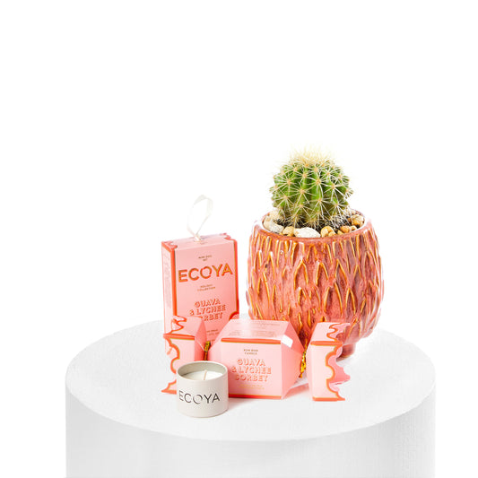 Cactus & Ecoya Holiday Collection