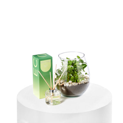 Terrarium & Ecoya Gift Set