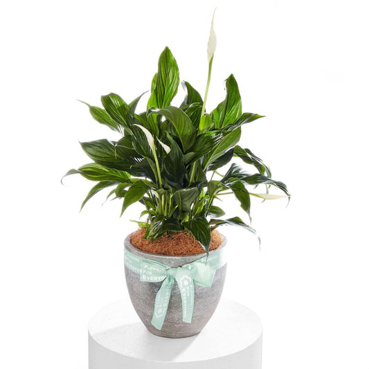 A Peace Lily Christmas