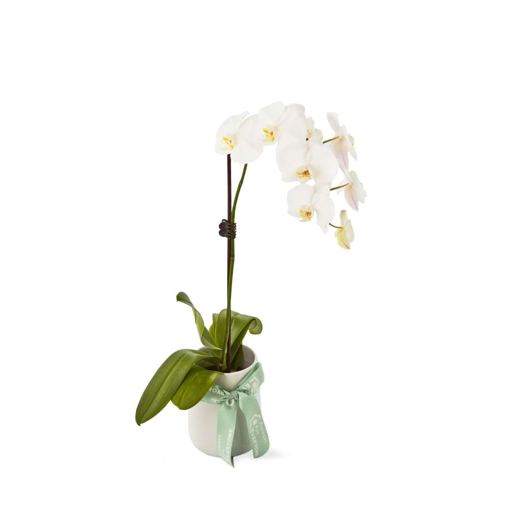 Single Spiked White Phalaenopsis Orchid