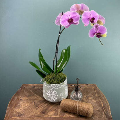 Contemporary Pink Orchid Plant