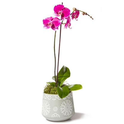 Contemporary Pink Orchid Plant