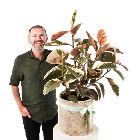 Ficus Plant