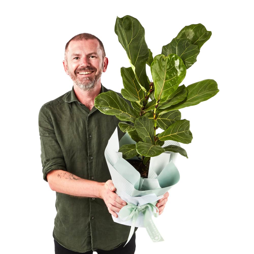 Fiddle Leaf Plant