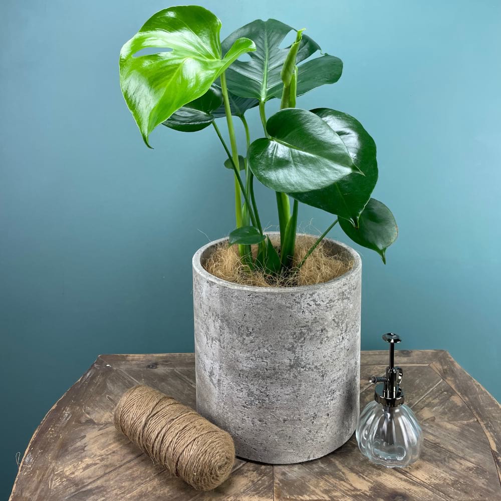 Potted Monstera Deliciosa