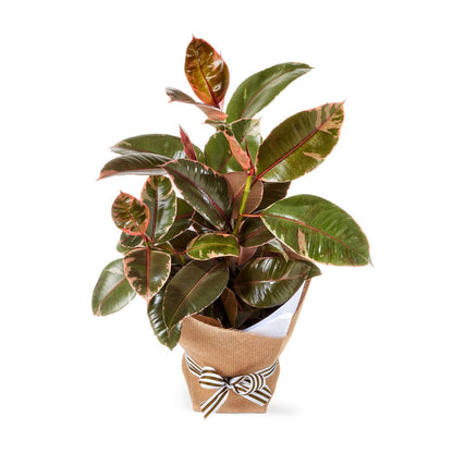 Glossy Rubber Plant