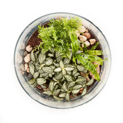 Tranquil Terrarium