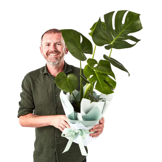 Monstera Plant