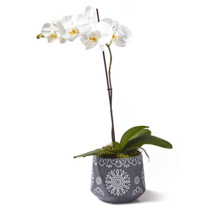 Orchid Plant in Pot