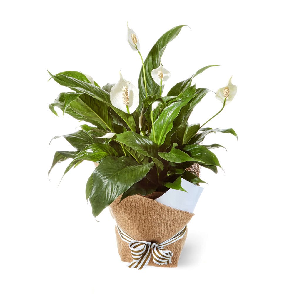 Peace Lily in Hessian Wrap