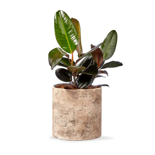 Potted Glossy Rubber Plant