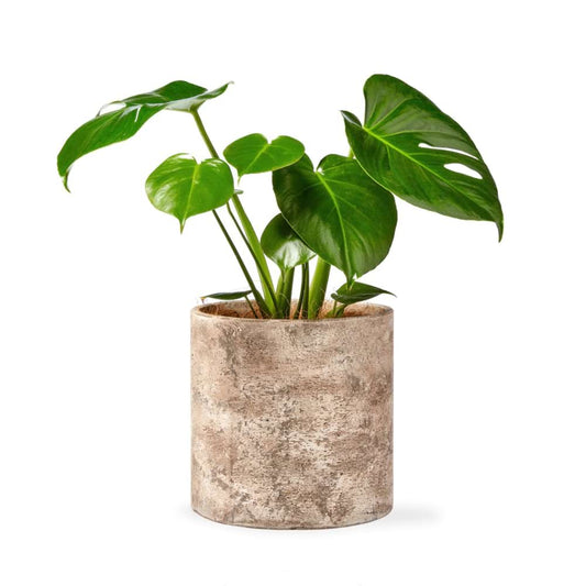 Potted Monstera Deliciosa