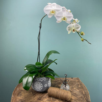 Orchid Plant in Pot