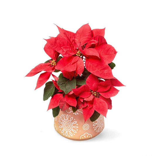 Red Poinsettia