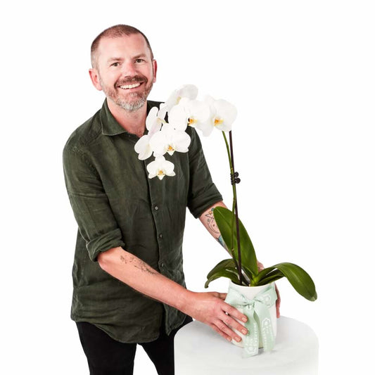 Single Spiked White Phalaenopsis Orchid