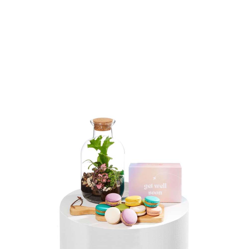 Terrarium Get Well Duo