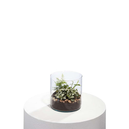 Tranquil Terrarium