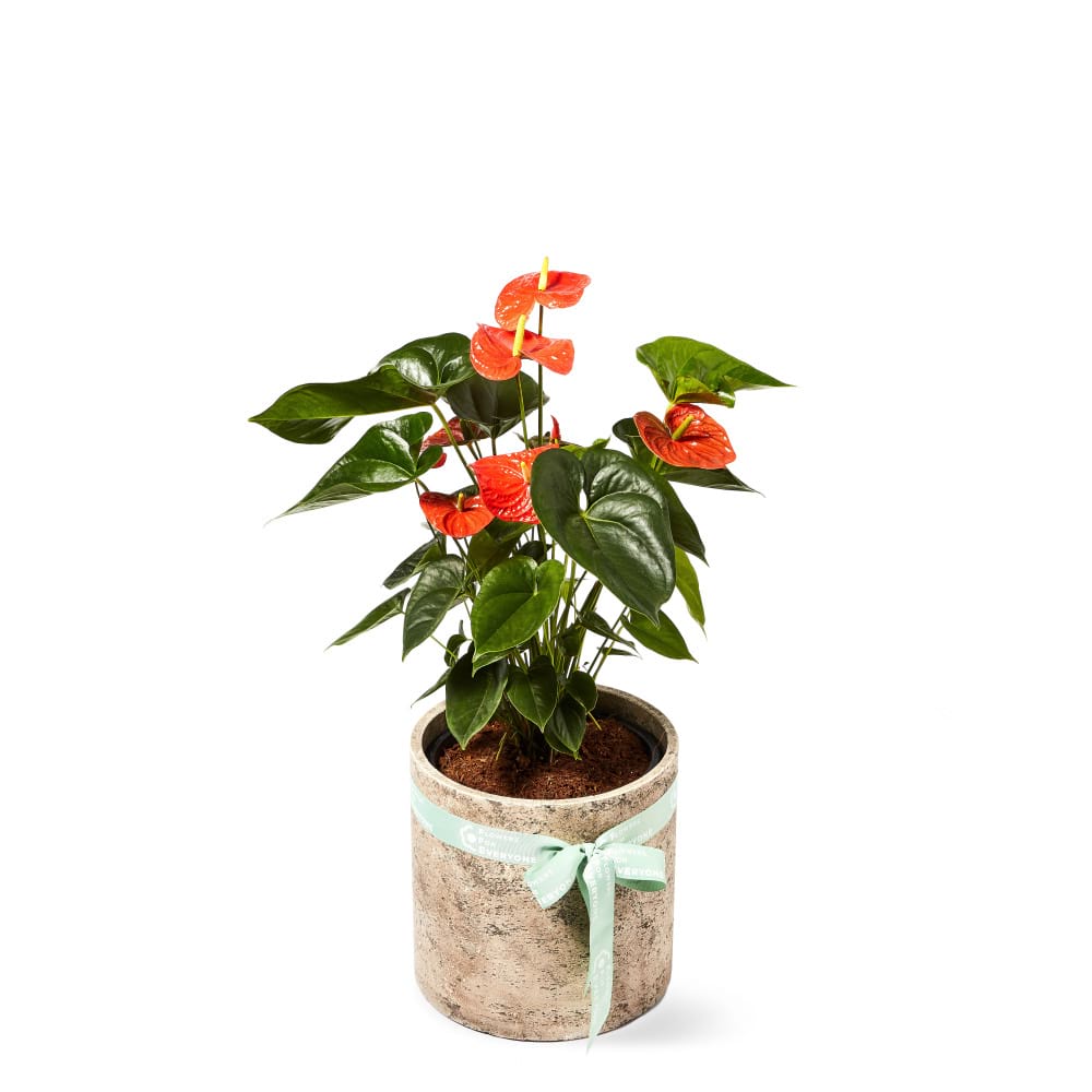 Anthurium Plant