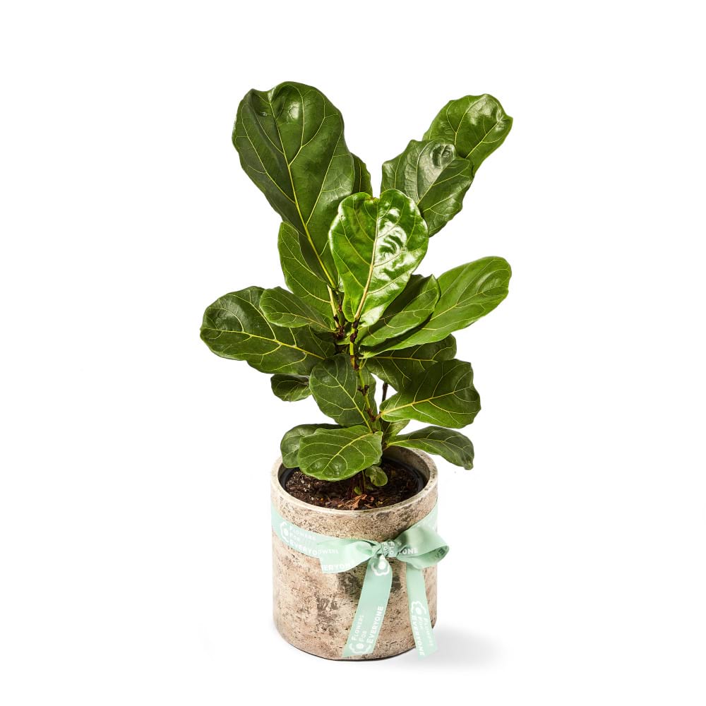 Fiddle Leaf Plant